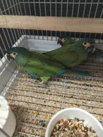 Ara Maracana 2025, Meerdere dieren, Papegaai, Pratend