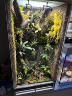 Terrarium/Paludarium, Dieren en Toebehoren, Reptielen en Amfibieën | Toebehoren, Ophalen, Nieuw