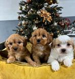 Boomer x Labradoodle pups mini, Nederland, Overige rassen, 8 tot 15 weken, Meerdere