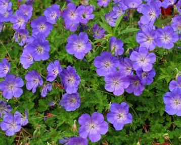 geranium Rozanne 2 literpot of 7,5 literpot grote planten beschikbaar voor biedingen