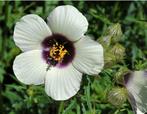 Zaad Hibiscus Canabinus, de 4 uren bloem, Ophalen of Verzenden, Halfschaduw
