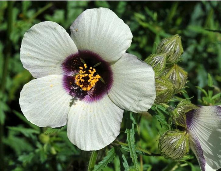 Zaad Hibiscus Canabinus, de 4 uren bloem, Tuin en Terras, Bloembollen en Zaden, Halfschaduw, Ophalen of Verzenden