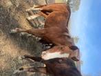 Plek gezocht voor hengst van 11 maand, Weidegang, 1 paard of pony