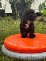 Cockapoo pups, Nederland, Overige rassen, CDV (hondenziekte), 8 tot 15 weken
