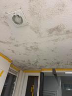 Schimmelvrij badkamerplafond !permanente oplossing, Kleuradvies, Binnenschilderwerk