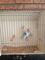 agapornis personata, Dieren en Toebehoren, Geslacht onbekend, Dwergpapegaai of Agapornis, Geringd