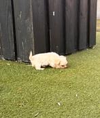 Supermooie en sociale boomer pups!, Dieren en Toebehoren, Overige rassen, 8 tot 15 weken, Meerdere, Meerdere dieren