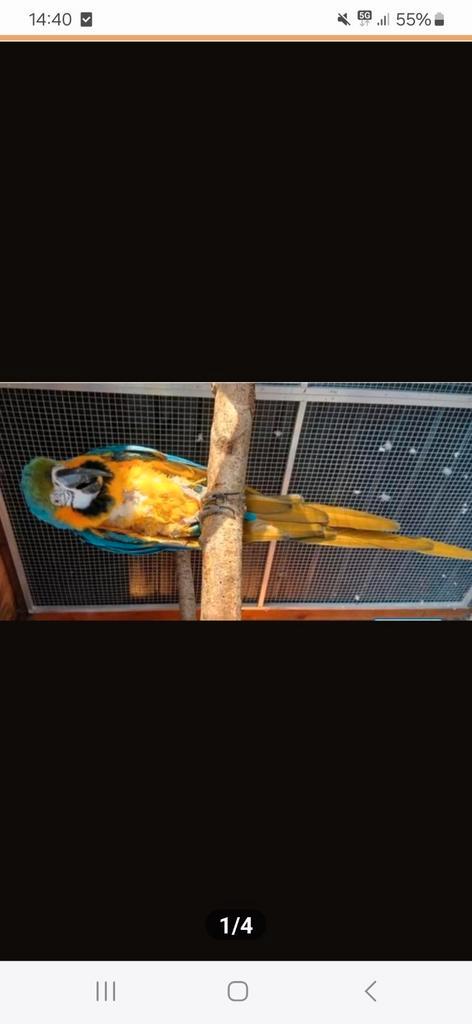 Te koop aangeboden blauw gele ara man, Dieren en Toebehoren, Vogels | Parkieten en Papegaaien, Papegaai, Mannelijk, Tam