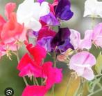 🌺 Biologische Lathyrus zaden mix te koop, Tuin en Terras, Ophalen of Verzenden, Voorjaar, Volle zon, Zaad