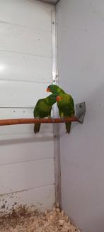 Lori lorie lories, Dieren en Toebehoren, Mannelijk, Parkiet, Geringd