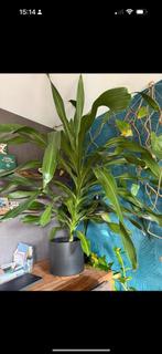Mega draceana -170 cm hoog - kantoorplant, Huis en Inrichting, Ophalen, Halfschaduw, 150 tot 200 cm