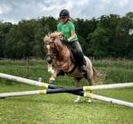 Lieve B beginnerspony te koop, Dieren en Toebehoren, Paarden en Pony's | Overige Paardenspullen, Ophalen, Nieuw, Springen