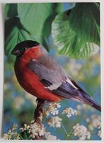 Goudvink op tak, met witte bloemetjes, Ophalen of Verzenden, 1980 tot heden, Ongelopen, Vogel