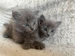 Ragdoll X Nebelung, Dieren en Toebehoren, Kater, Ontwormd
