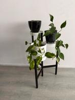 Planthouder  met 3 echte plant, Tuin en Terras, Bloembakken en Plantenbakken, Ophalen, Kunststof, Minder dan 30 cm, Rond