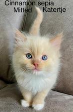 Ragdoll kittens met stamboom en getest,  cinnamondragend, Meerdere dieren, Gechipt, 0 tot 2 jaar