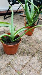 Aloe vera plantje, Huis en Inrichting, Kamerplanten, Groene kamerplant, Ophalen, Overige soorten, Minder dan 100 cm