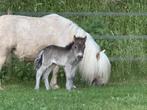 Te koop zwart shetlander merrie veulen, Dieren en Toebehoren, Pony's, Merrie, Recreatiepony, 0 tot 2 jaar