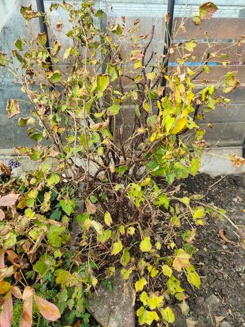 Rode bessen struiken rodebes beschikbaar voor biedingen