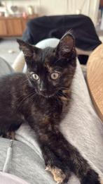 Kitten Lilly, Dieren en Toebehoren, Poes