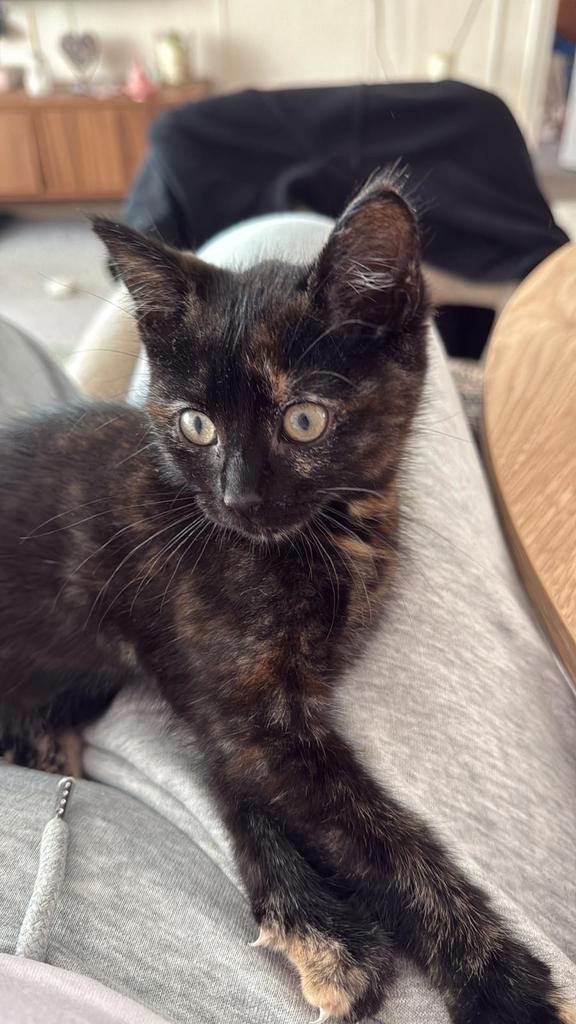 Kitten Lilly, Dieren en Toebehoren, Katten en Kittens | Overige Katten, Poes