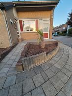 Woningruil limburg met tuin leuke en planten., Ophalen of Verzenden, Volle zon, Overige soorten