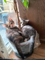 Twee super lieve kittens (poesjes) te koop, Dieren en Toebehoren, Katten en Kittens | Overige Katten, Poes, Kortharig, 0 tot 2 jaar