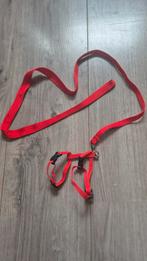 Ratten/ fretten tuigje rood met lijn  2 stuks, Ophalen of Verzenden, Zo goed als nieuw, Overige typen