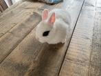 Hotot dwergkonijntje, Dieren en Toebehoren, Konijnen, Mannelijk, Klein, 0 tot 2 jaar