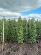 Portugese laurier, Tuin en Terras, Planten | Struiken en Hagen, Ophalen, Laurier, 100 tot 250 cm