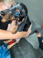 teckel puppy’s merle kleuren, Dieren en Toebehoren, Honden | Teckels en Dashonden, CDV (hondenziekte), 8 tot 15 weken, Korthaar