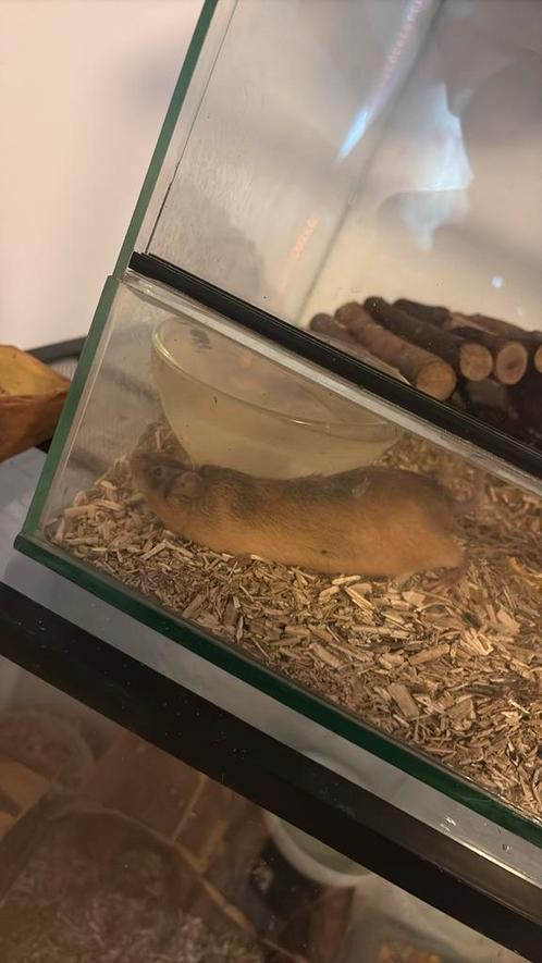 Aankomende kleur/bontekoe muisjes., Dieren en Toebehoren, Knaagdieren, Meerdere dieren, Muis, Augustus, Tam