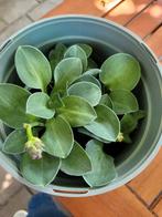 Hosta, Tuin en Terras, Planten | Tuinplanten, Ophalen, Bodembedekkers, Vaste plant, Halfschaduw