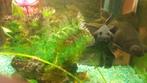Aquarium, Dieren en Toebehoren, Vis