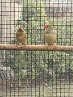 Binsenastrildes, Dieren en Toebehoren, Vogels | Overige Vogels, Mannelijk, Geringd