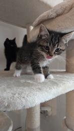 Prachtige kittens – Perzisch langhaar x Europees, Dieren en Toebehoren, Katten en Kittens | Raskatten | Langhaar, Meerdere dieren