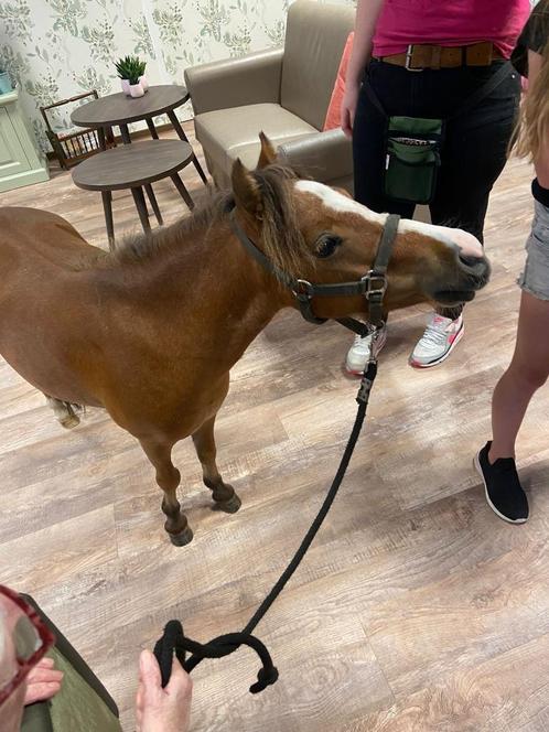 super lief mini paardje ruintje 78 cm, Dieren en Toebehoren, Pony's, Ruin, Niet van toepassing, A pony (tot 1.17m), Recreatiepony