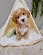 Prachtige boomer x toy poedel pups, Dieren en Toebehoren, Nederland, CDV (hondenziekte), 8 tot 15 weken, Meerdere