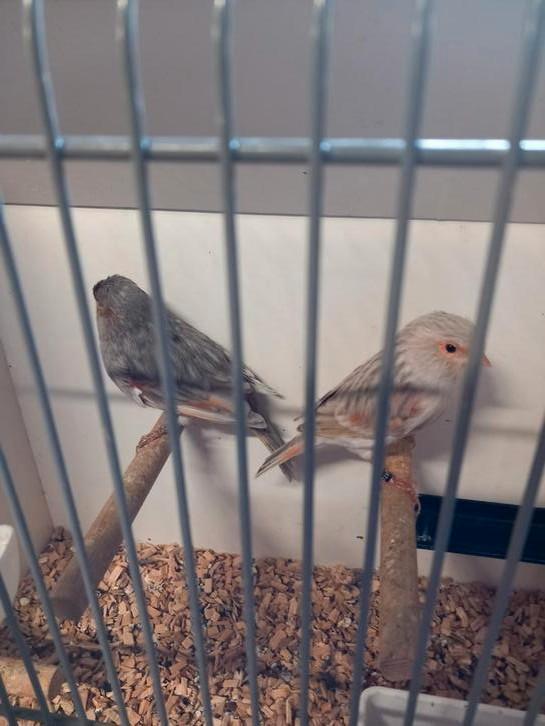 Koppel jaspis en mozaïek kanaries, Dieren en Toebehoren, Vogels | Kanaries, Kleurkanarie, Meerdere dieren