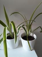 Graslelie planten 5 stuks beschikbaar, Vaste plant, Halfschaduw, Zomer, Ophalen