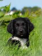 87,5% friese stabij x 12,5% border collie pups zoeken baasje, Overige rassen, 8 tot 15 weken, CDV (hondenziekte), Meerdere