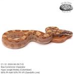 Boa Constrictor C1.2024, Slang, Tam, 0 tot 2 jaar