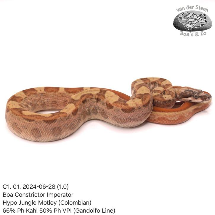 Boa Constrictor C1.2024