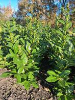 Laurierhaag 80–100 cm – Prunus rotundifolia, Ophalen, Laurier, Minder dan 100 cm
