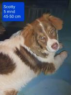 Scotty is ter adoptie!, 15 weken tot 1 jaar, Buitenland, Parvo, Eén hond