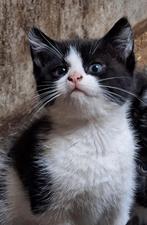Leuke  kittens, Dieren en Toebehoren, Katten en Kittens | Overige Katten, Meerdere dieren