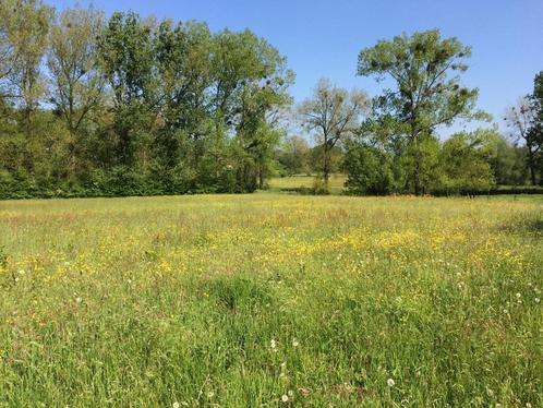 Gezocht perceel grasland / weiland / agrarische grond / wei, Dieren en Toebehoren, Stalling en Weidegang, Weidegang