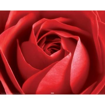 Red Rose poster bij Stichting Superwens!   beschikbaar voor biedingen