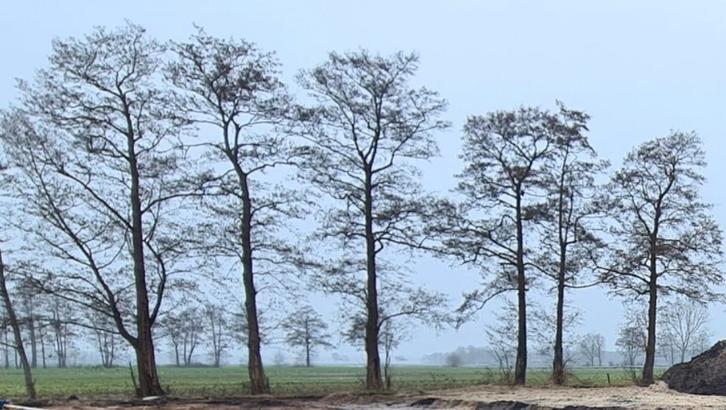 Elzen brandhout - zelf zagen!, Tuin en Terras, Haardhout, Stammen, Elzenhout, 6 m³ of meer, Ophalen