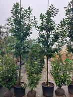 Hoge haag Laurier, Prunus 350 - 400cm hoog, Tuin en Terras, Planten | Bomen, Ophalen, Bloeit niet, Halfschaduw, Overige soorten